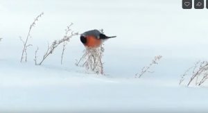 Даша Сизикова, Покормите птиц зимой